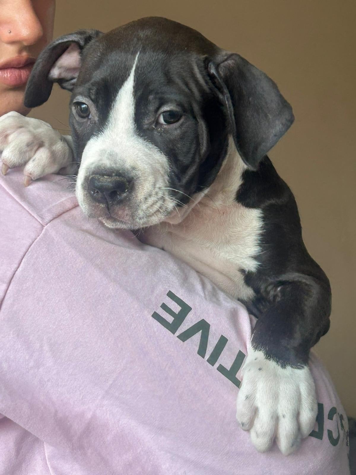 xl bully pups    american bully Dbkc stamboom, HCC (leverziekte), Reu, 8 tot 15 weken, Groot