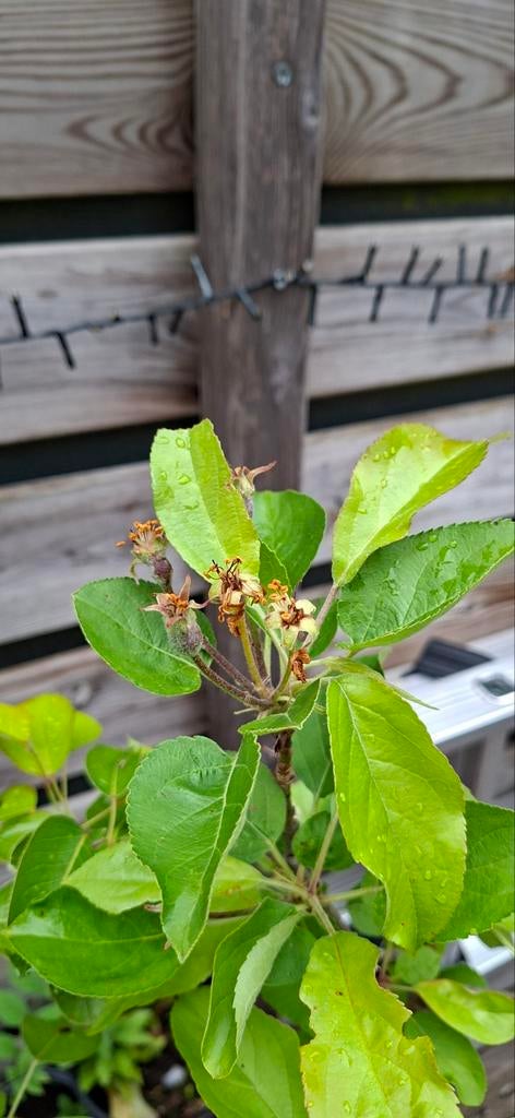 Appelboom malus elstar, Ophalen, Lente, In pot, Appelboom