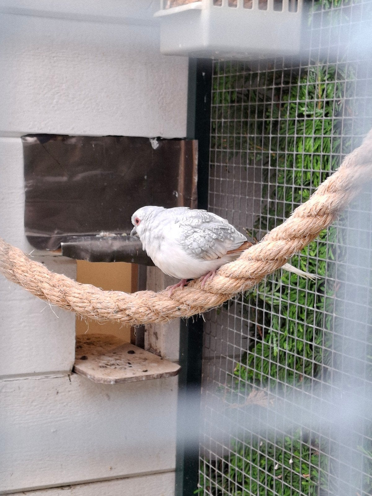 2 Diamantduifjes, Dieren en Toebehoren, Vogels | Overige Vogels, Geslacht onbekend