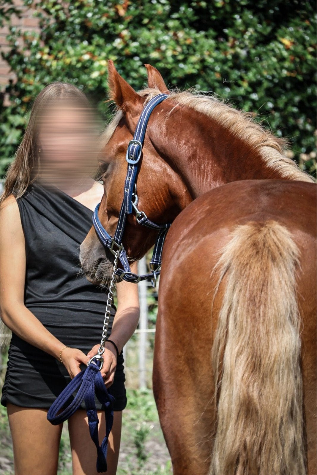 stalling GEZOCHT voor een eigen ponykamp