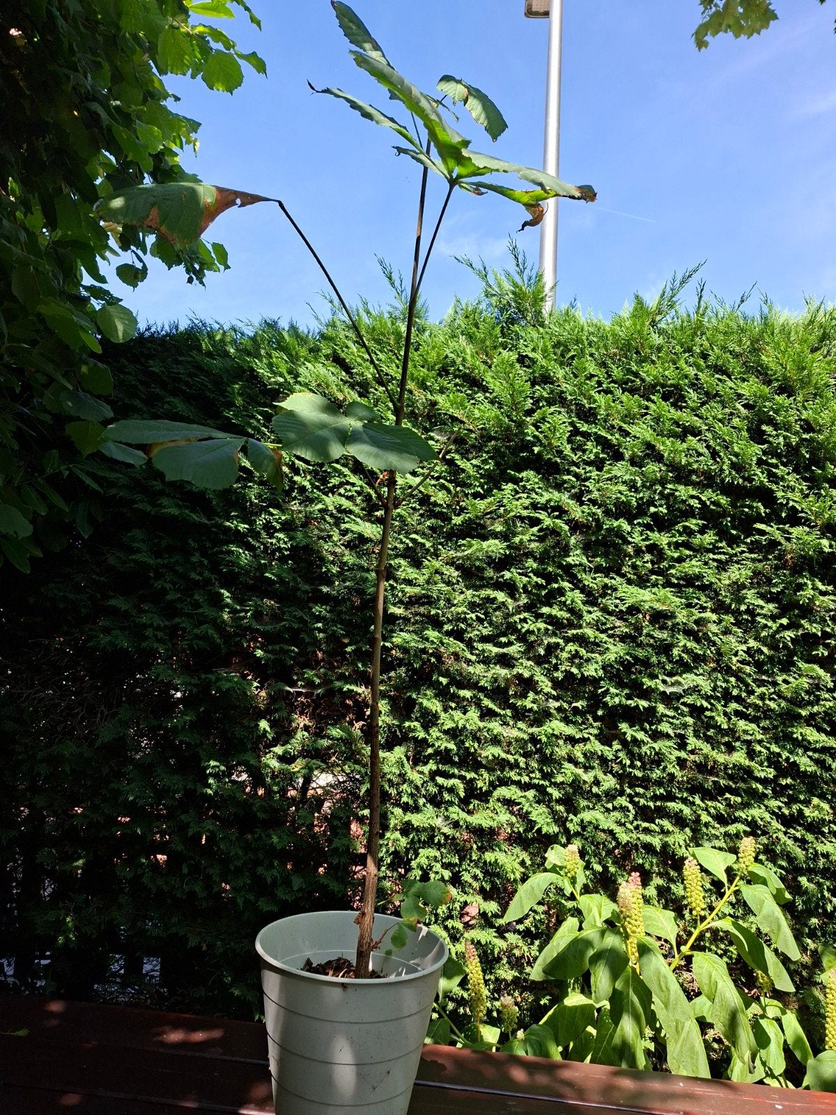 Kastanje in pot, Overige soorten, Minder dan 100 cm, Ophalen, Volle zon