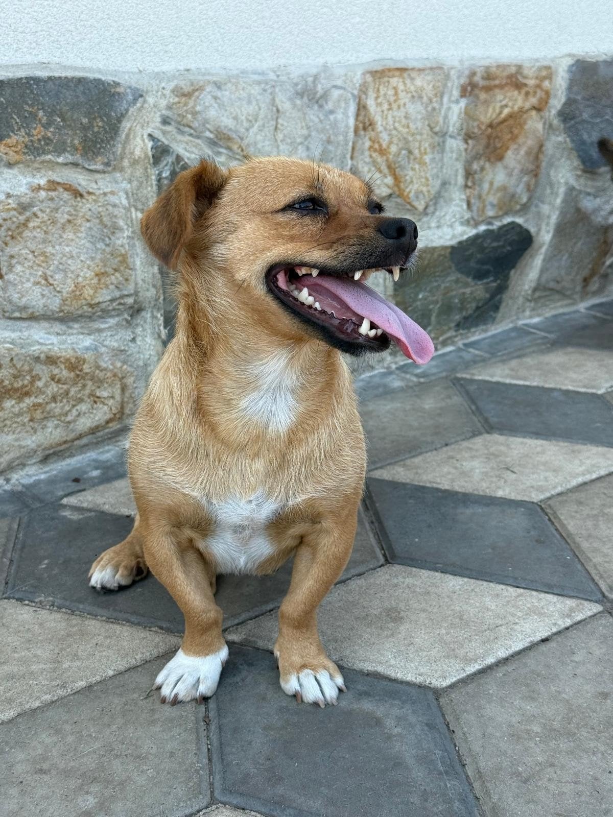 teef Ronja zoekt een thuis, help een hond, Particulier, 1 tot 2 jaar, Buitenland, Teef
