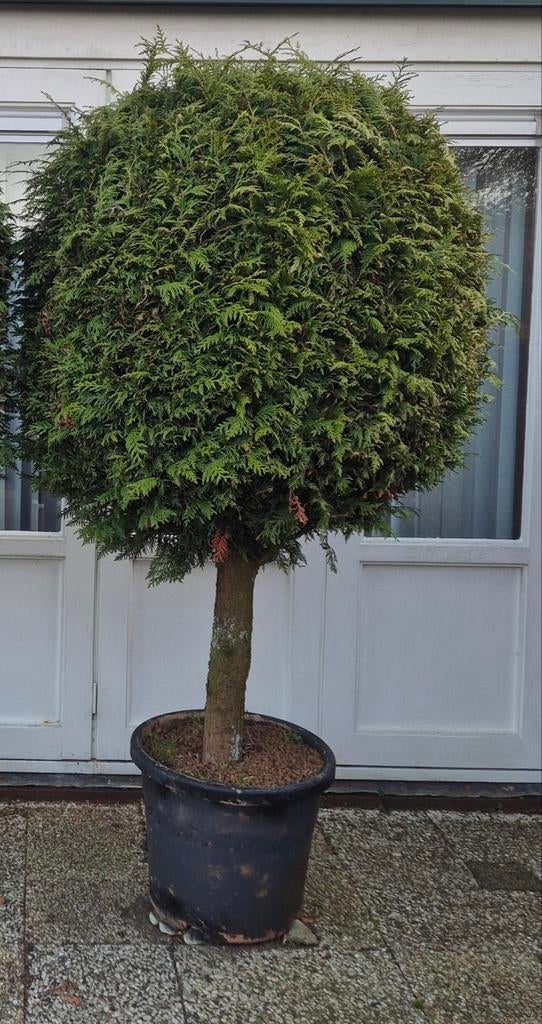 1 Conifeer op stam, 2 meter hoog., Volle zon, Vaste plant, Bloeit niet, Ophalen