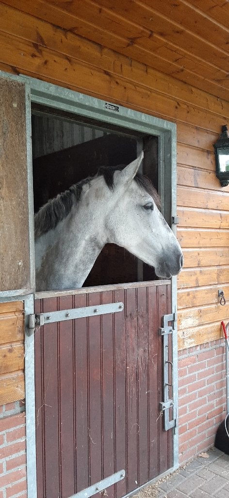 Mooie 7jarige E pony Cruzado te koop, B, 7 tot 10 jaar, Met stamboom, Merrie