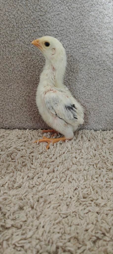Shamo kuikens ongesekst, prijs is per stuk, Dieren en Toebehoren, Meerdere dieren, Kip