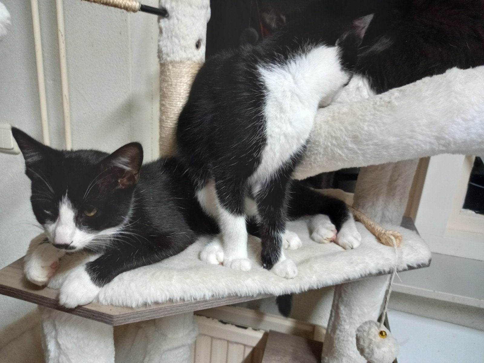4 boerderij kittens, Dieren en Toebehoren, Meerdere dieren, Langharig