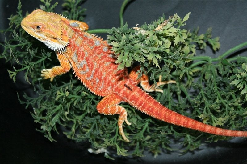 Baardagamen Bearded Dragons Red Bleu-tiger Hypo Trans Bearded Dragon photo 2