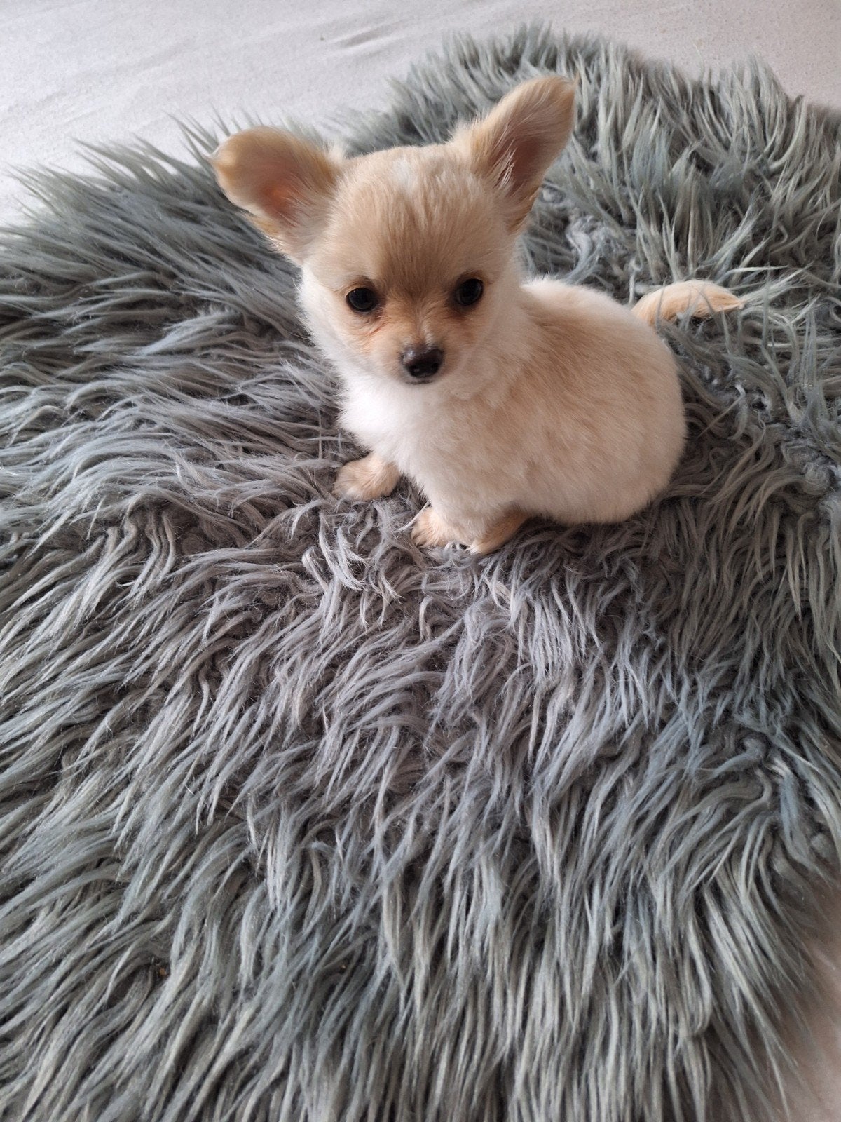 langharig chihuahua puppy, reutje ,mag het nest verlaten., Dieren en Toebehoren, Honden | Chihuahua's en Gezelschapshonden, Parvo