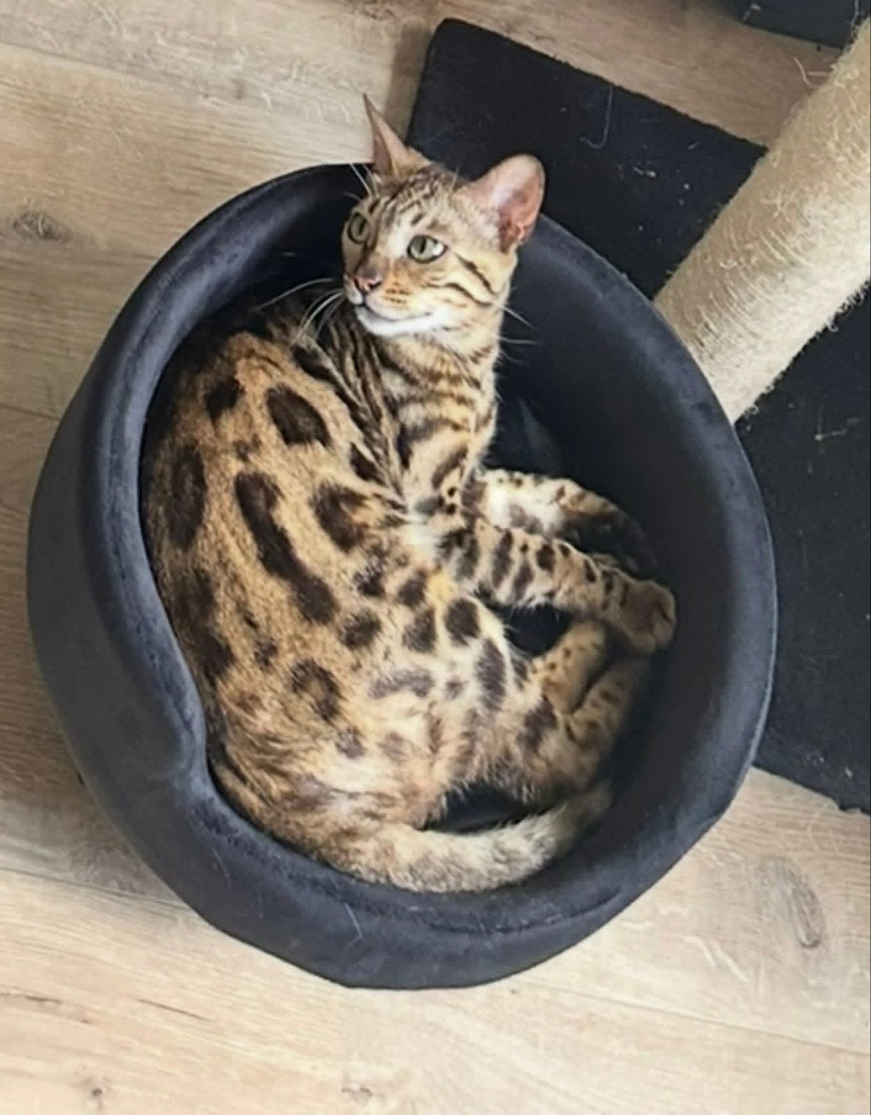 Mooie lieve Bengaalse kat !!!!, Kater