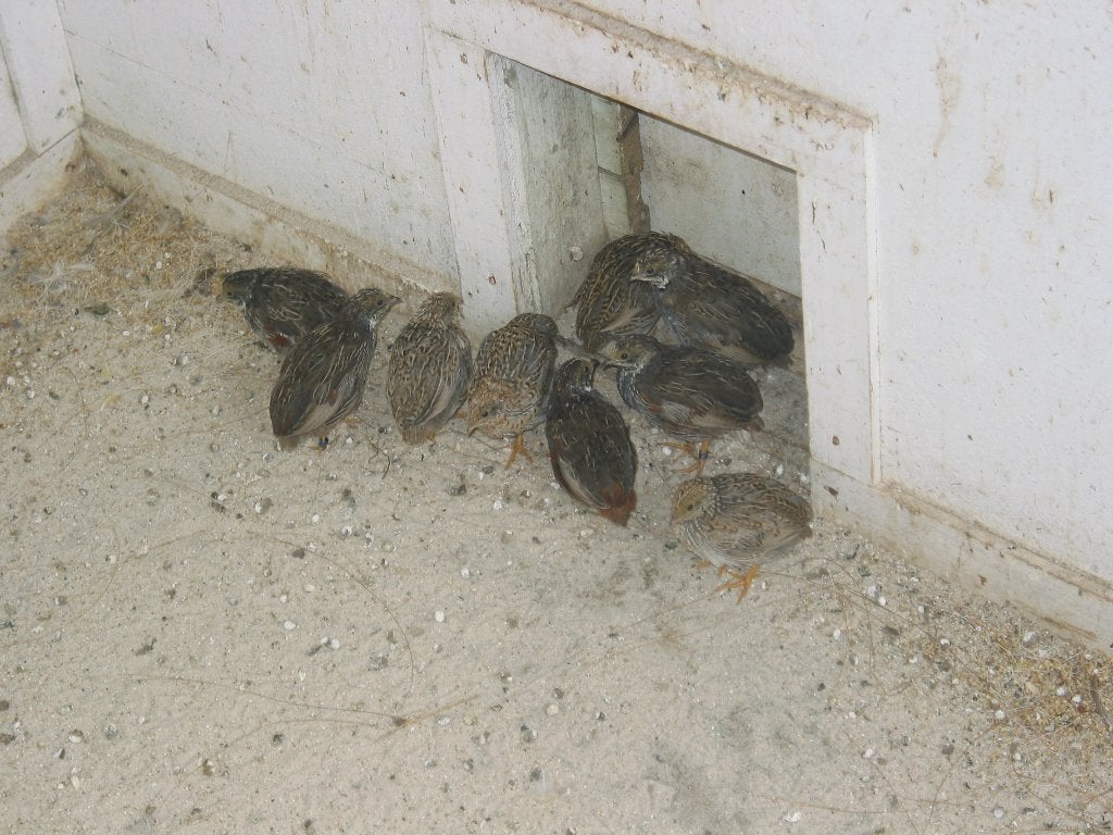 chinese dwergkwartels, Dieren en Toebehoren, Meerdere dieren, Tropenvogel