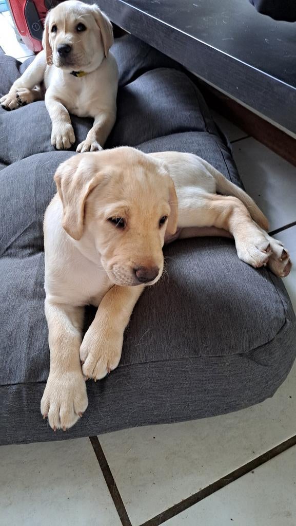 witte Labrador pup mannetje te koop, Parvo, 8 tot 15 weken, Labrador retriever, Meerdere