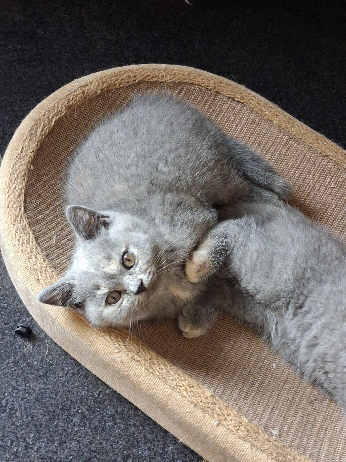 BSH kitten met stamboom, Dieren en Toebehoren, Poes, Met stamboom
