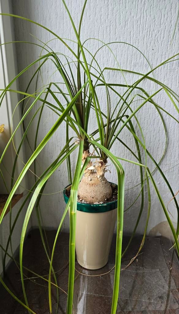 Beaucarnea recurvata, Olifantspoot., Huis en Inrichting, Kamerplanten, Ophalen of Verzenden, Halfschaduw, Minder dan 100 cm