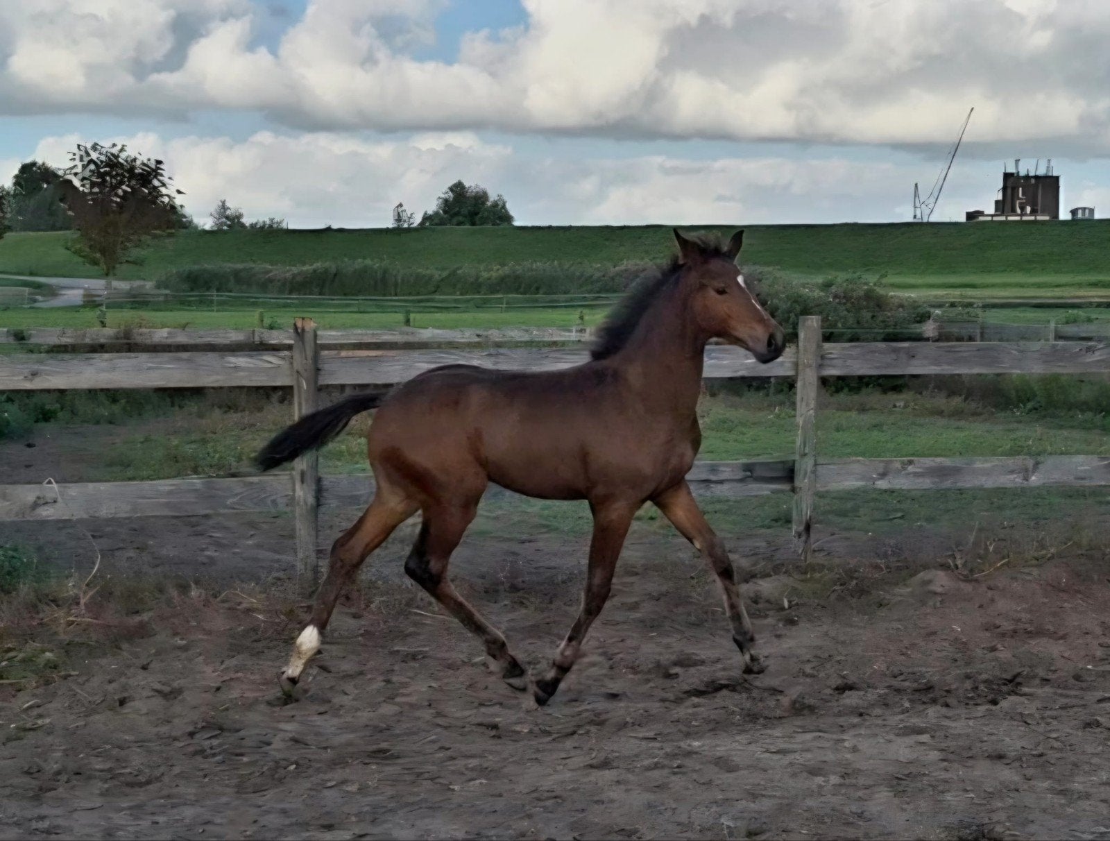 **Prachtig luxe merrieveulen Indiana te koop**, Dieren en Toebehoren, Merrie, Dressuurpaard, Met stamboom, 0 tot 2 jaar
