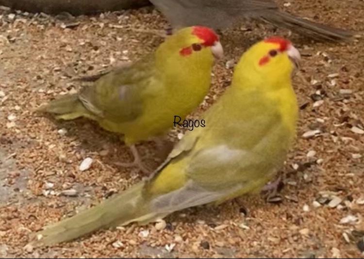 Kakariki Kakarikis, Dieren en Toebehoren, Meerdere dieren, Parkiet, Geringd