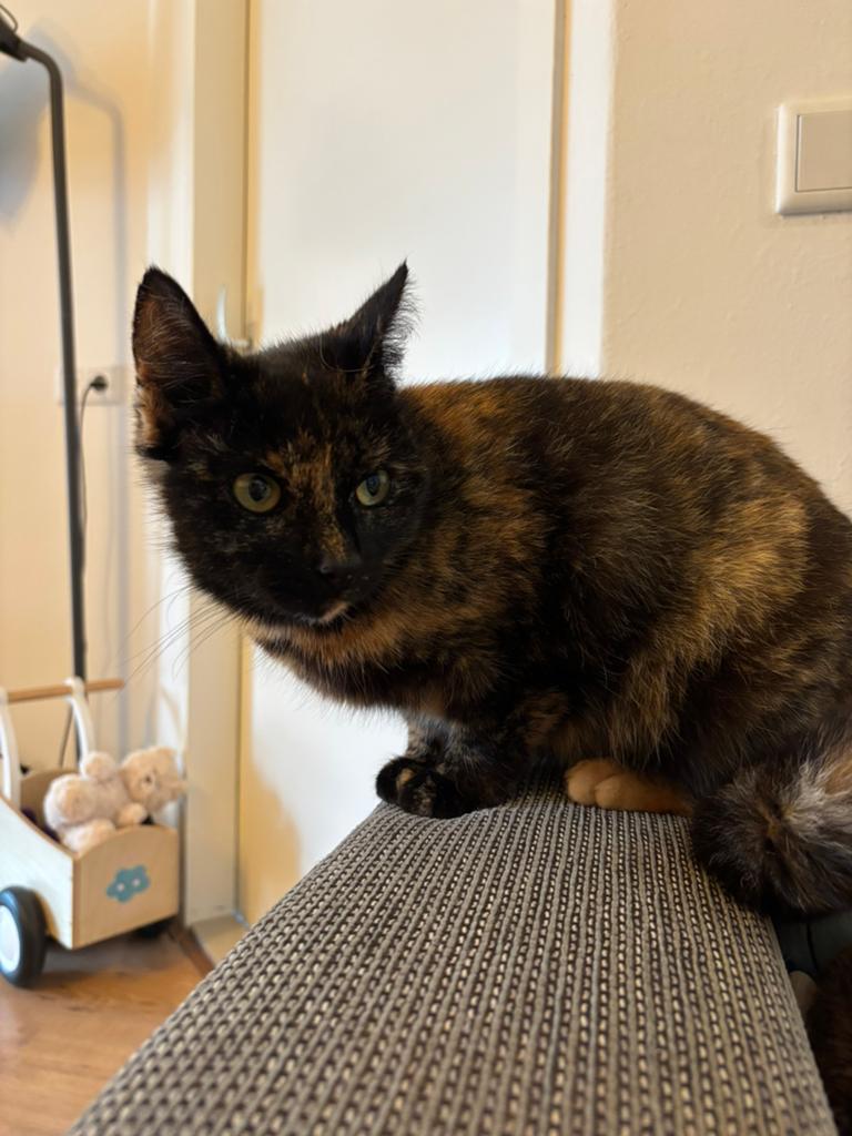 Lieve schildpadpoes, Dieren en Toebehoren, Poes