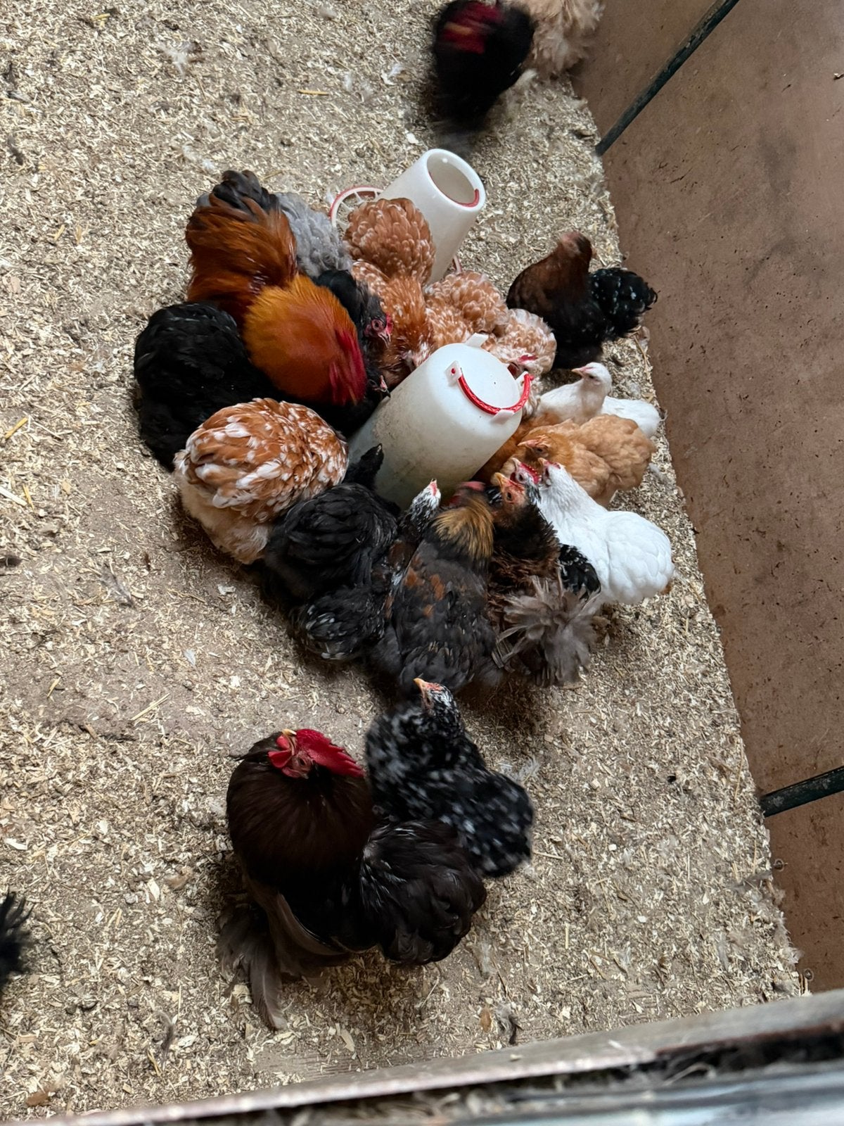 Cohin kippen!, Dieren en Toebehoren, Pluimvee, Meerdere dieren, Kip