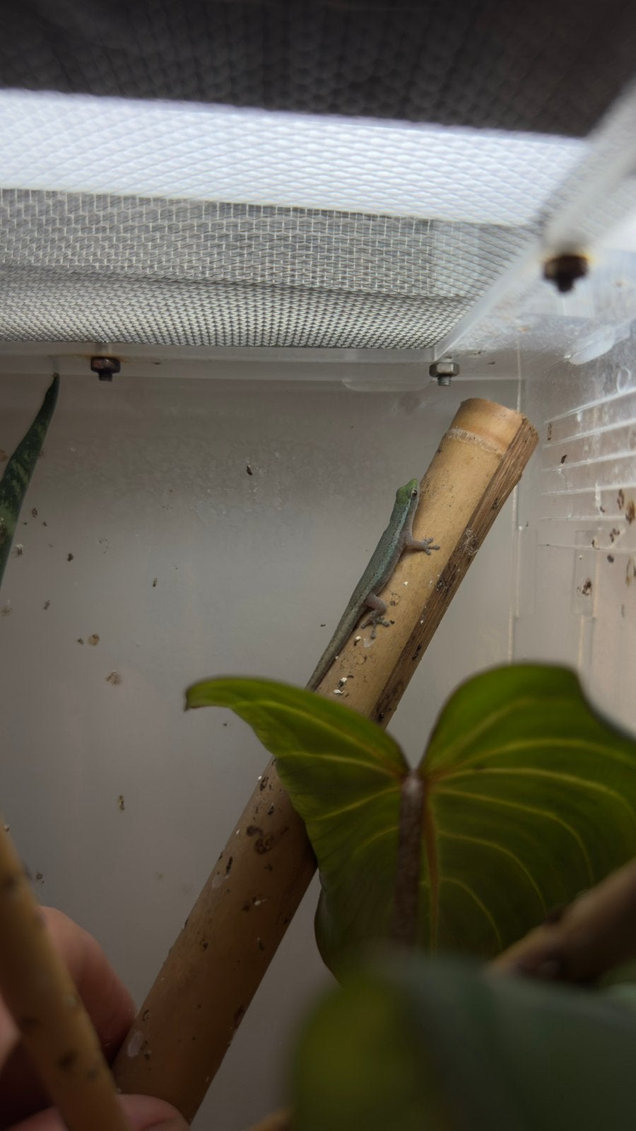 F1 1.0 lygodactylus conraui, Dieren en Toebehoren, 0 tot 2 jaar
