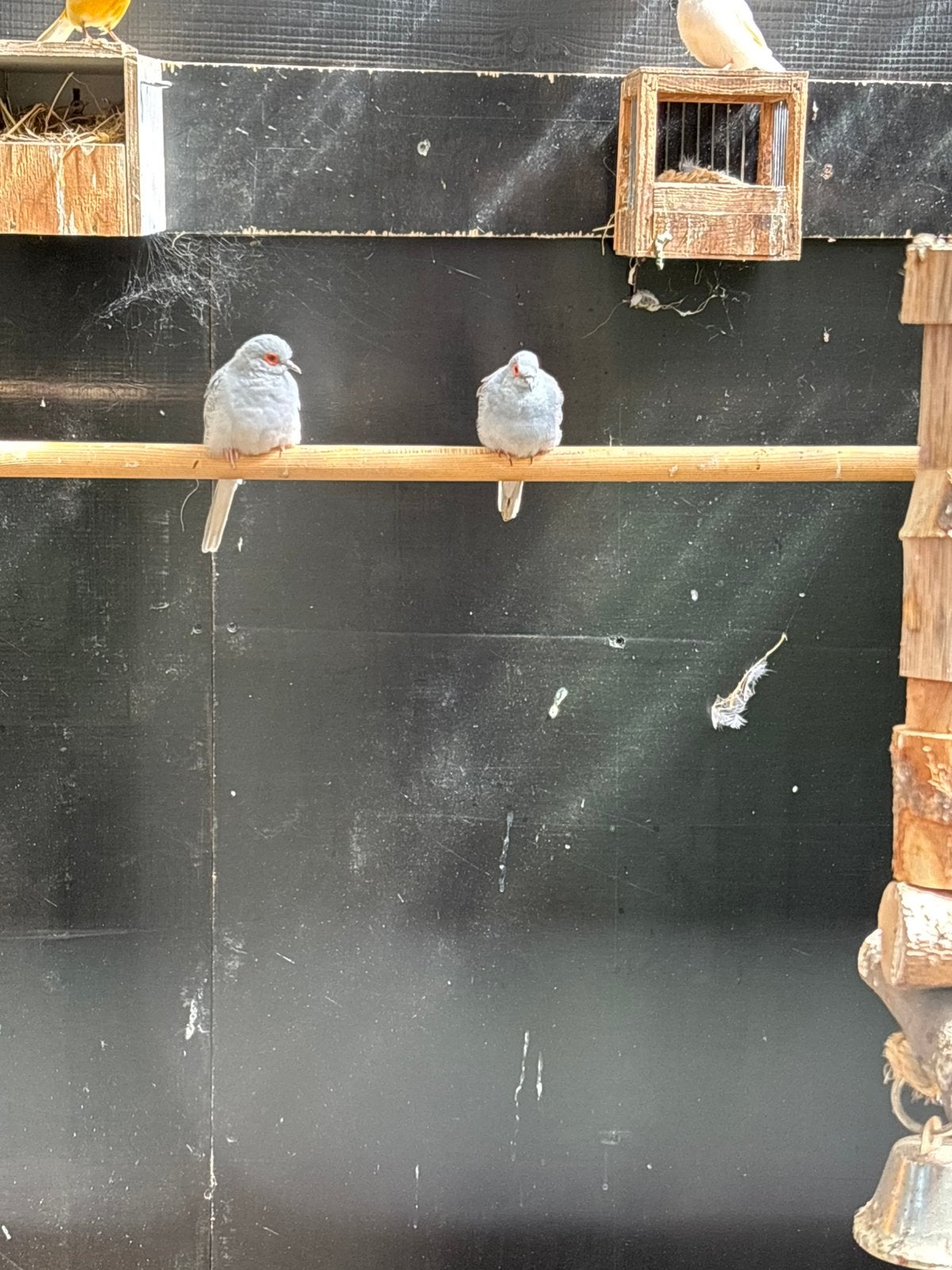 Te koop 2 diamant duifjes, Geslacht onbekend