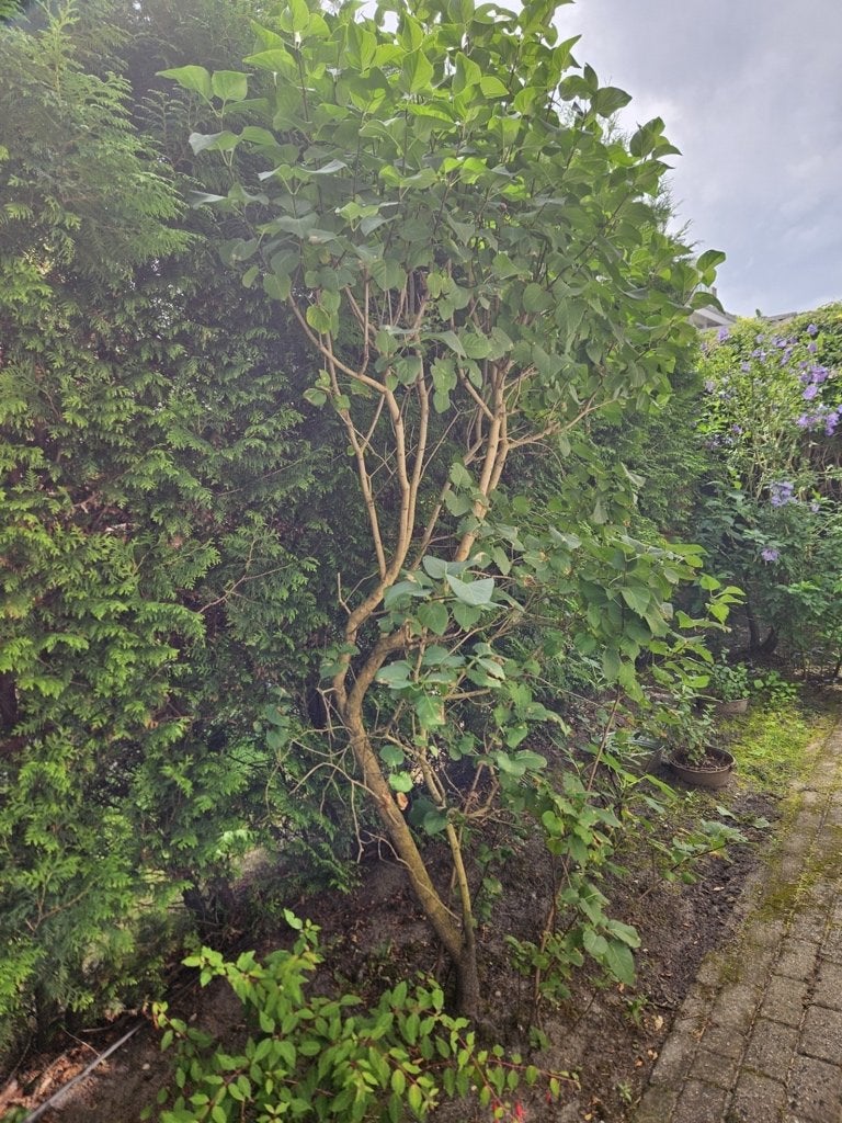 sering struik boom, Tuin en Terras, Ophalen, Overige soorten, Struik, 250 cm of meer
