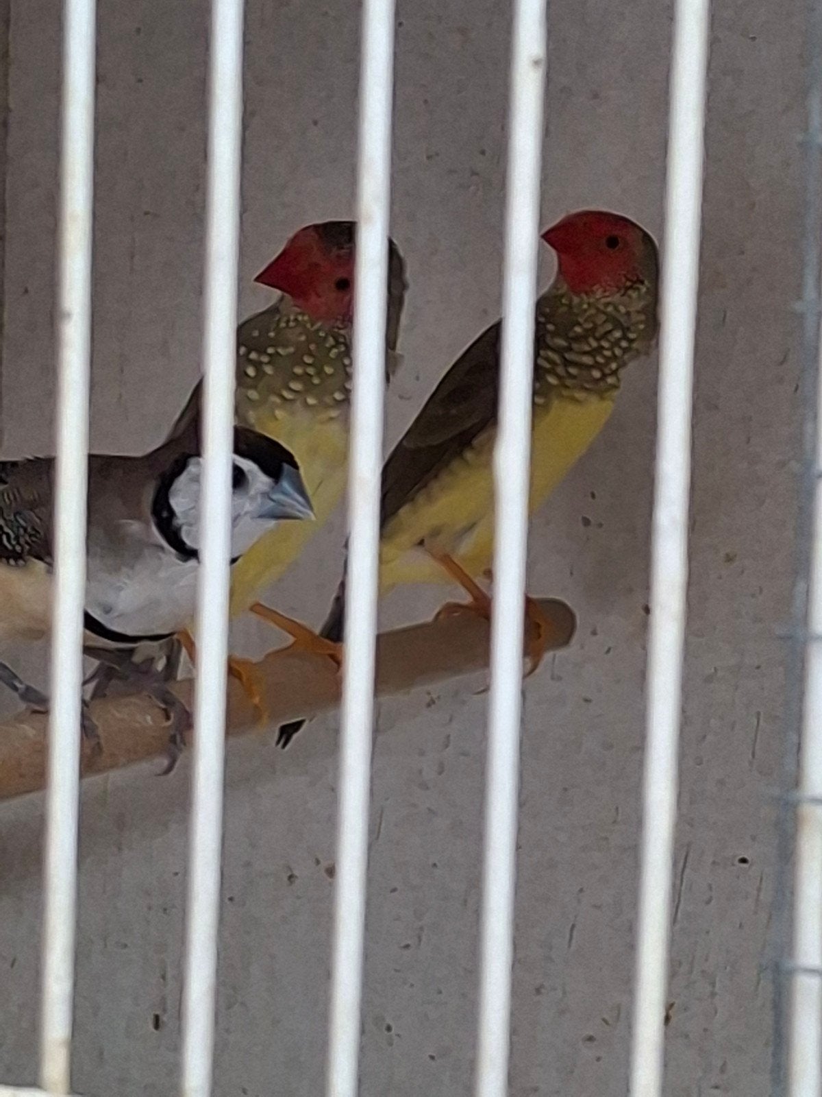 Bichenow Astrilde, Dieren en Toebehoren, Meerdere dieren