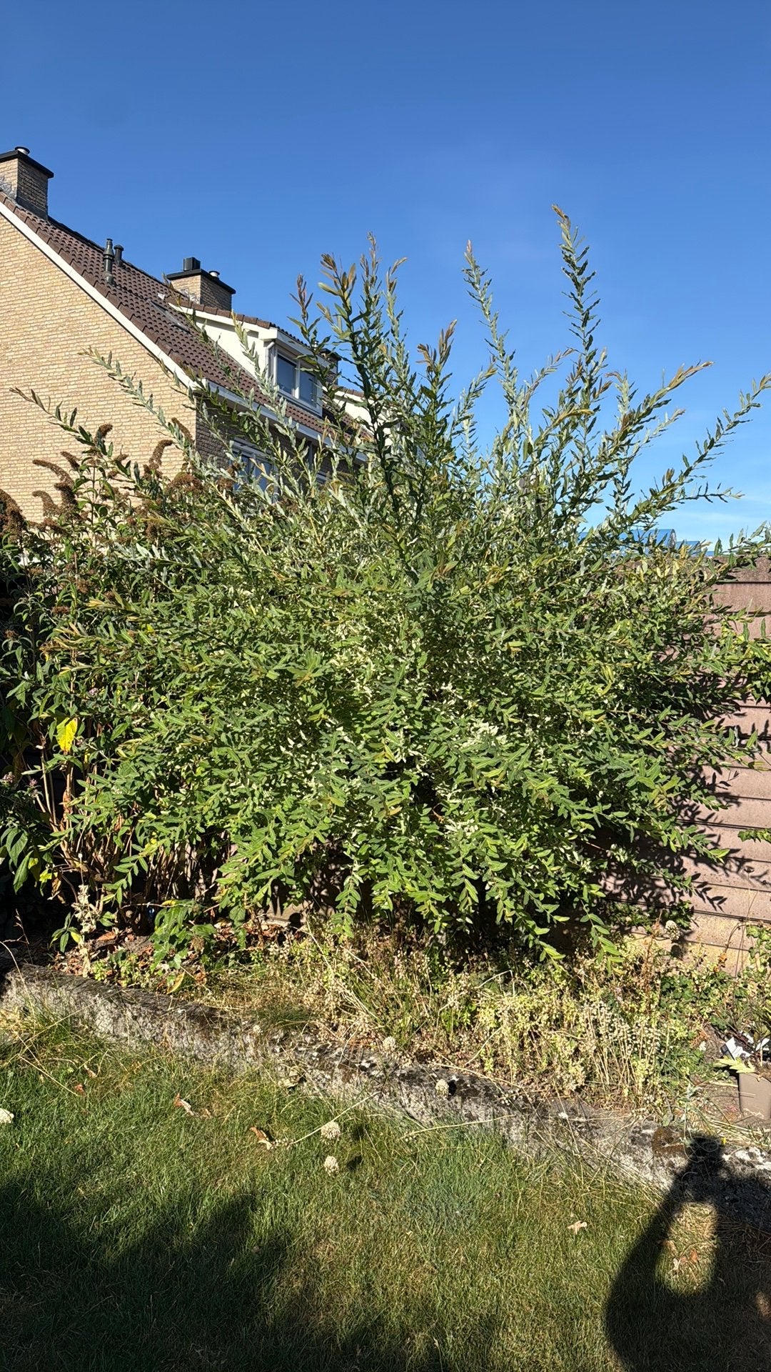 Salix / bonte wilg, Ophalen, Halfschaduw, Overige soorten, 100 tot 250 cm