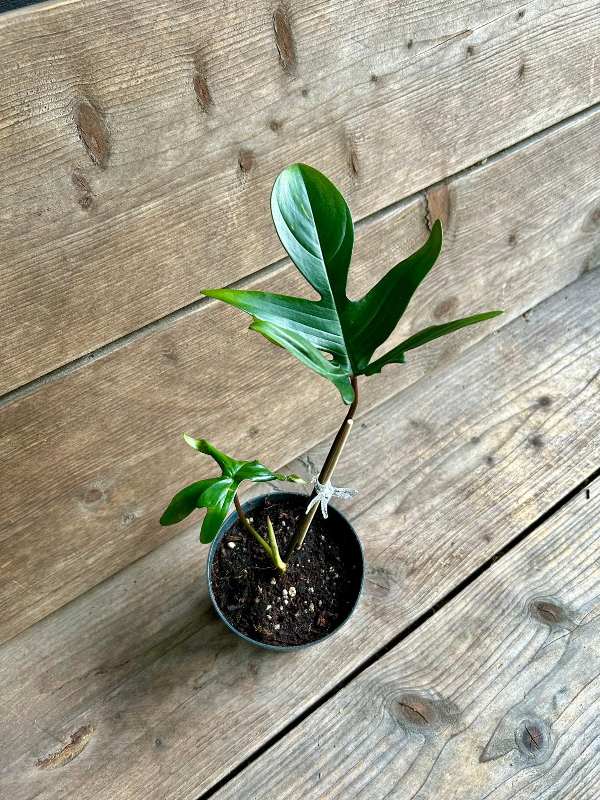 Philodendron squamiferum kamerplant, Huis en Inrichting, Ophalen, Overige soorten, Halfschaduw, Minder dan 100 cm