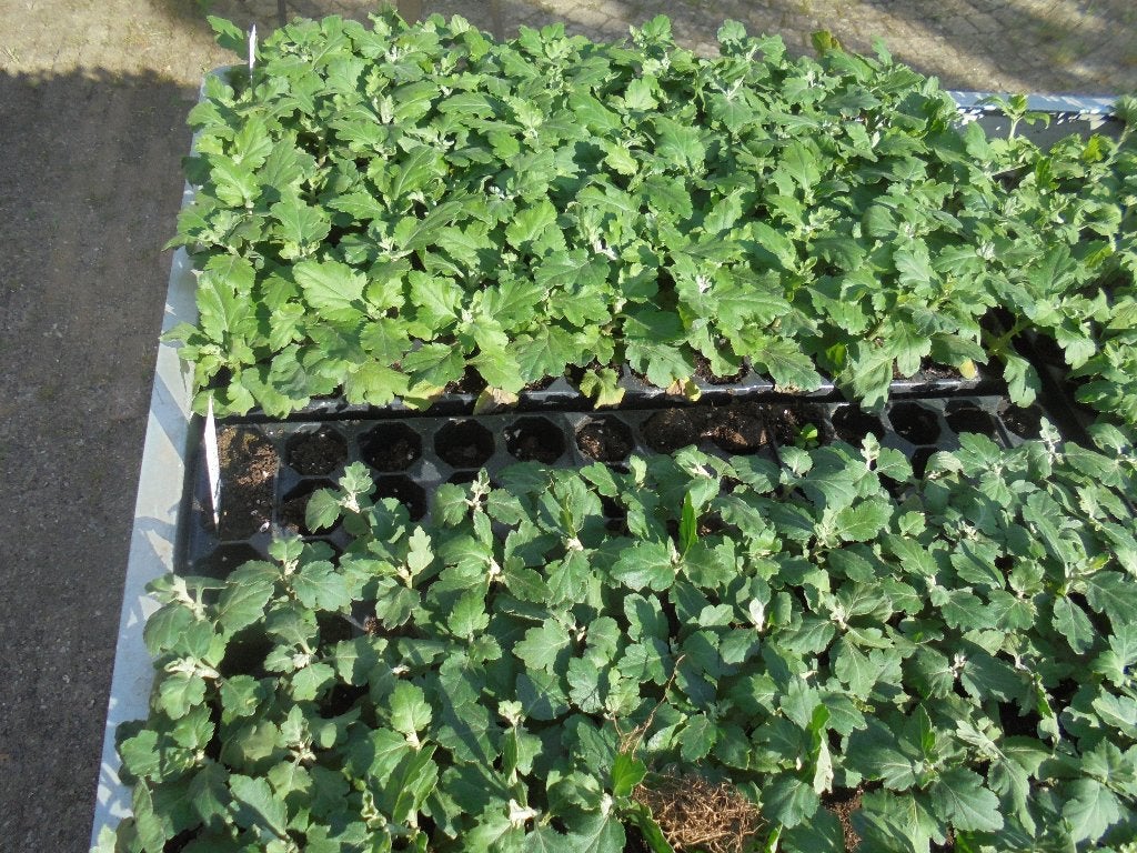 stekken chrysanten, Overige soorten, Eenjarig, Ophalen of Verzenden, Halfschaduw