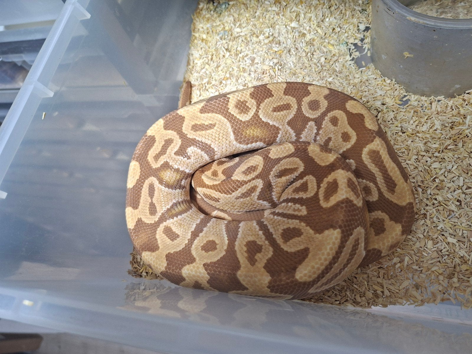 Python regius volwassen en nakweek Ball Python photo 2