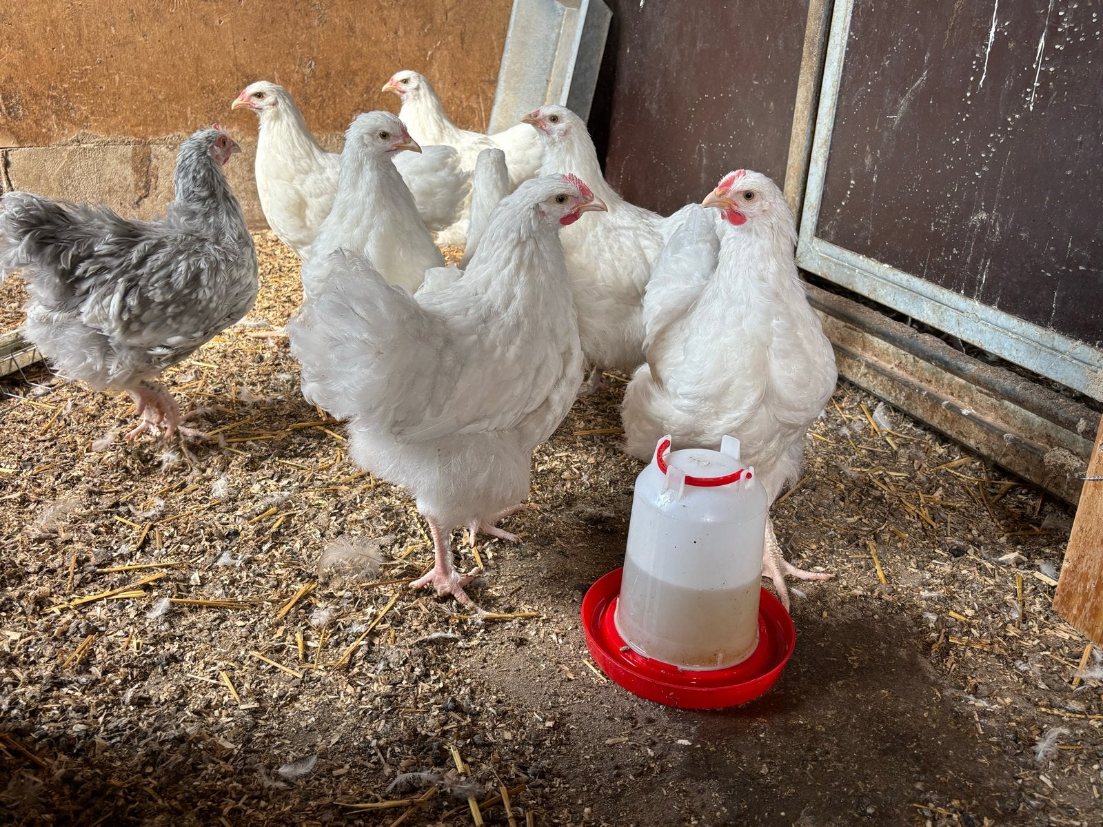 2x hen en 3x hanen te koop, (hennen en 1 haan gereserveerd), Dieren en Toebehoren, Meerdere dieren, Kip