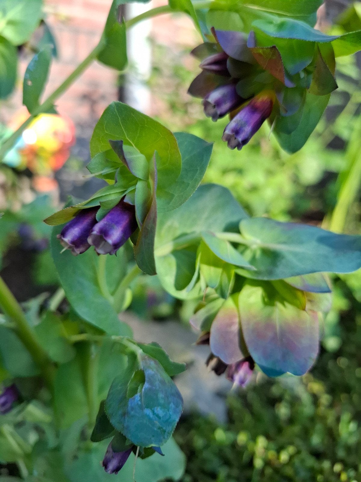 Cerinthe Major/wasbloem, Ophalen of Verzenden, Volle zon