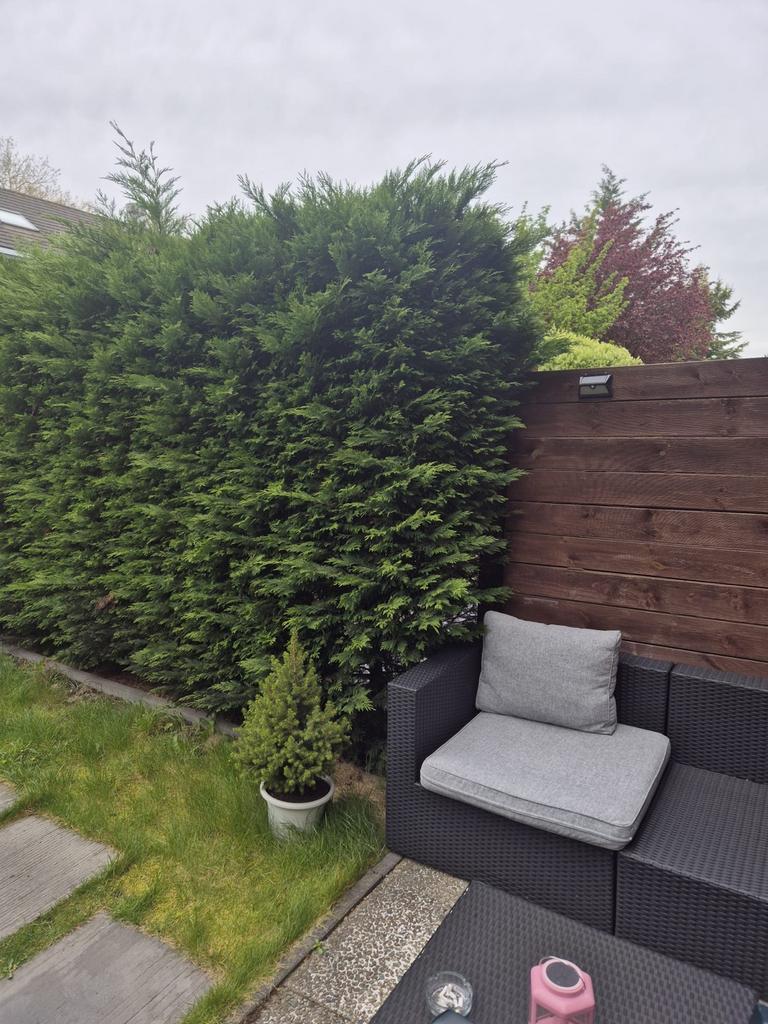 Groene Haagconifeer Smaragd - Thuja Occidentalis 'Smaragd', Ophalen of Verzenden, Conifeer, Haag, 250 cm of meer