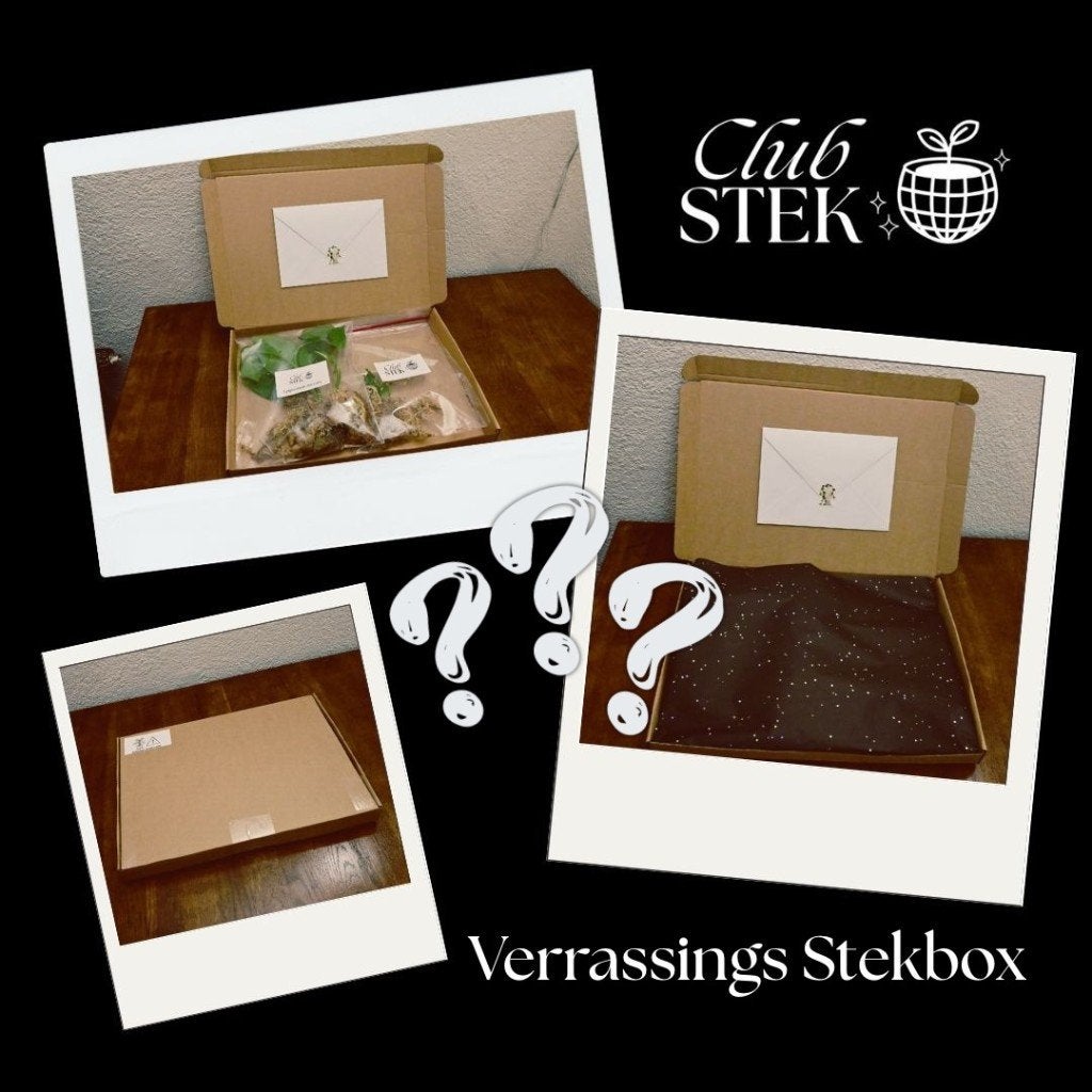 Verrassings Stekbox Club Stek 3 Planten Stekjes, Overige soorten, Minder dan 100 cm, Groene kamerplant, Halfschaduw