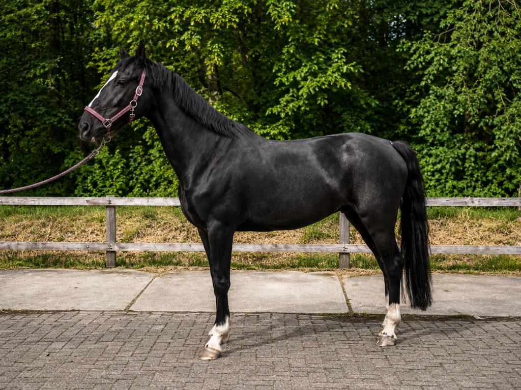 KWPN tuigpaard merrie | 1.72 m | Kane x Ulandro | 5 jaar, Merrie, Met stamboom, Niet van toepassing, Tuigpaard