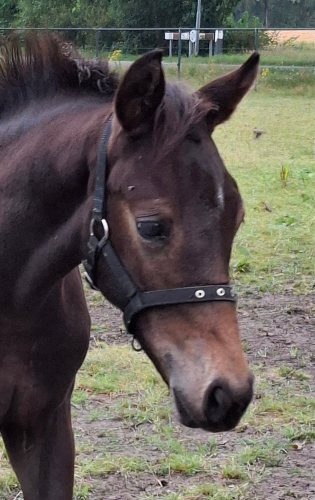 KWPN hengstveulen. Novian x Haarlem x Triton, Dieren en Toebehoren, Hengst, Dressuurpaard, 0 tot 2 jaar