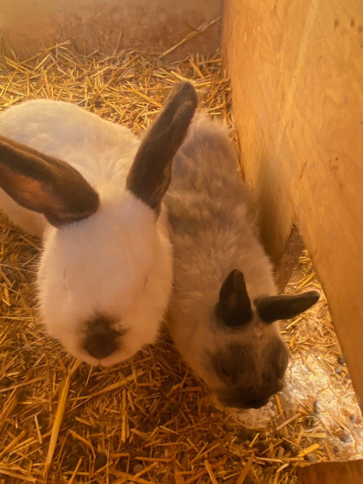 Konijnen koppel oude dieren, Dieren en Toebehoren, Meerdere dieren