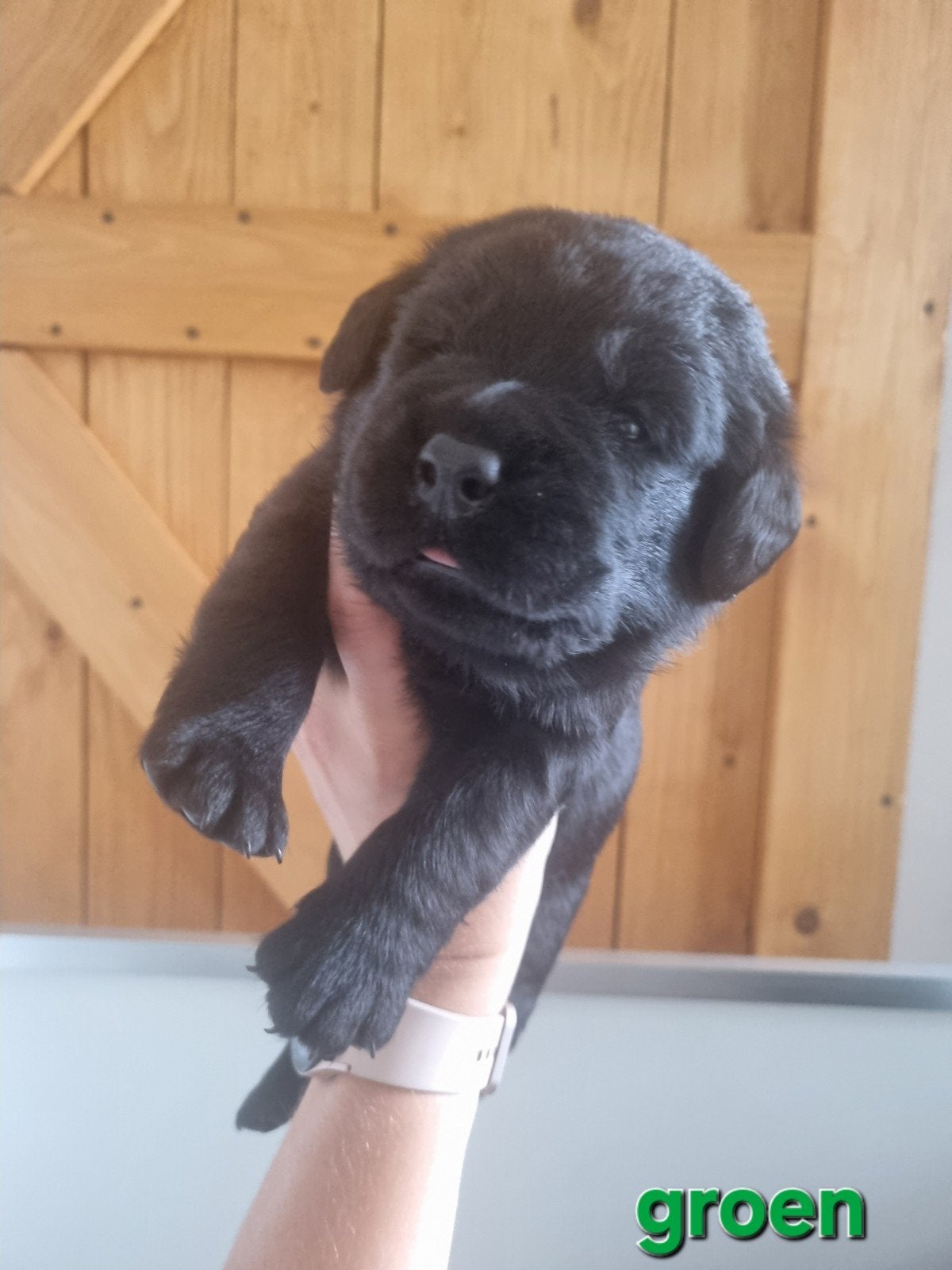 Zwarte Labrador Retriever Pups Met FCI Stamboom, Parvo, 8 tot 15 weken, Labrador retriever, Meerdere