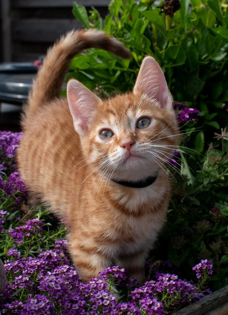 4 Prachtige Rode Kittens Zoeken Een Liefdevol Thuis, Dieren en Toebehoren, Meerdere dieren, Kortharig, 0 tot 2 jaar