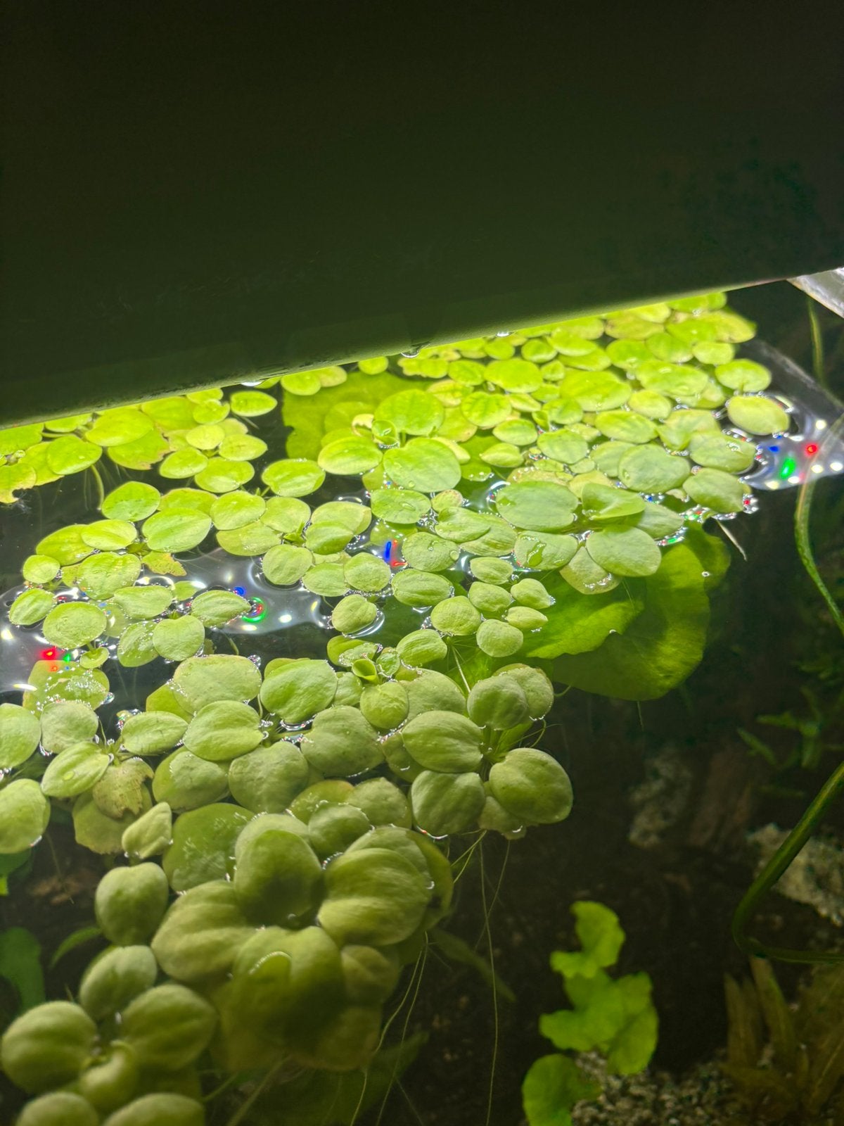 Drijf planten, Dieren en Toebehoren, Overige typen
