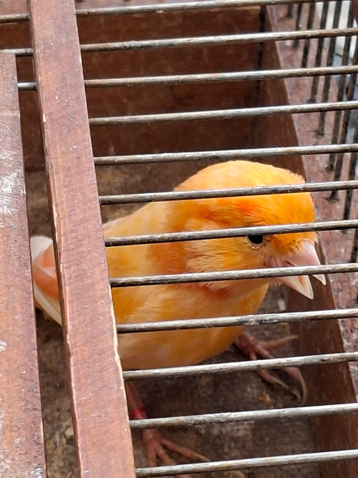 Mooie oranje kanarie, Dieren en Toebehoren, Vogels | Kanaries, Mannelijk, Kleurkanarie