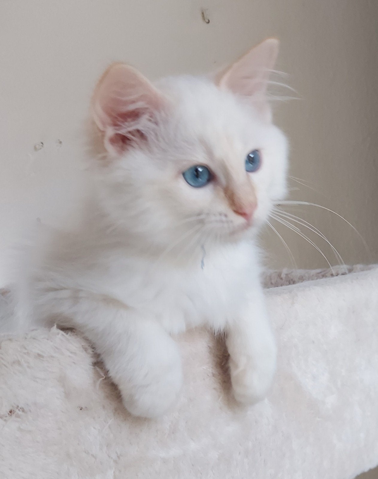 Prachtige  Ragdoll kitten, Meerdere dieren, Ontwormd, 0 tot 2 jaar
