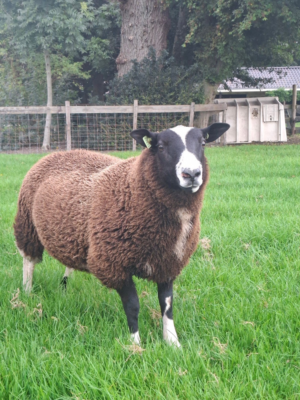 bonte ram, Mannelijk, Schaap, 0 tot 2 jaar