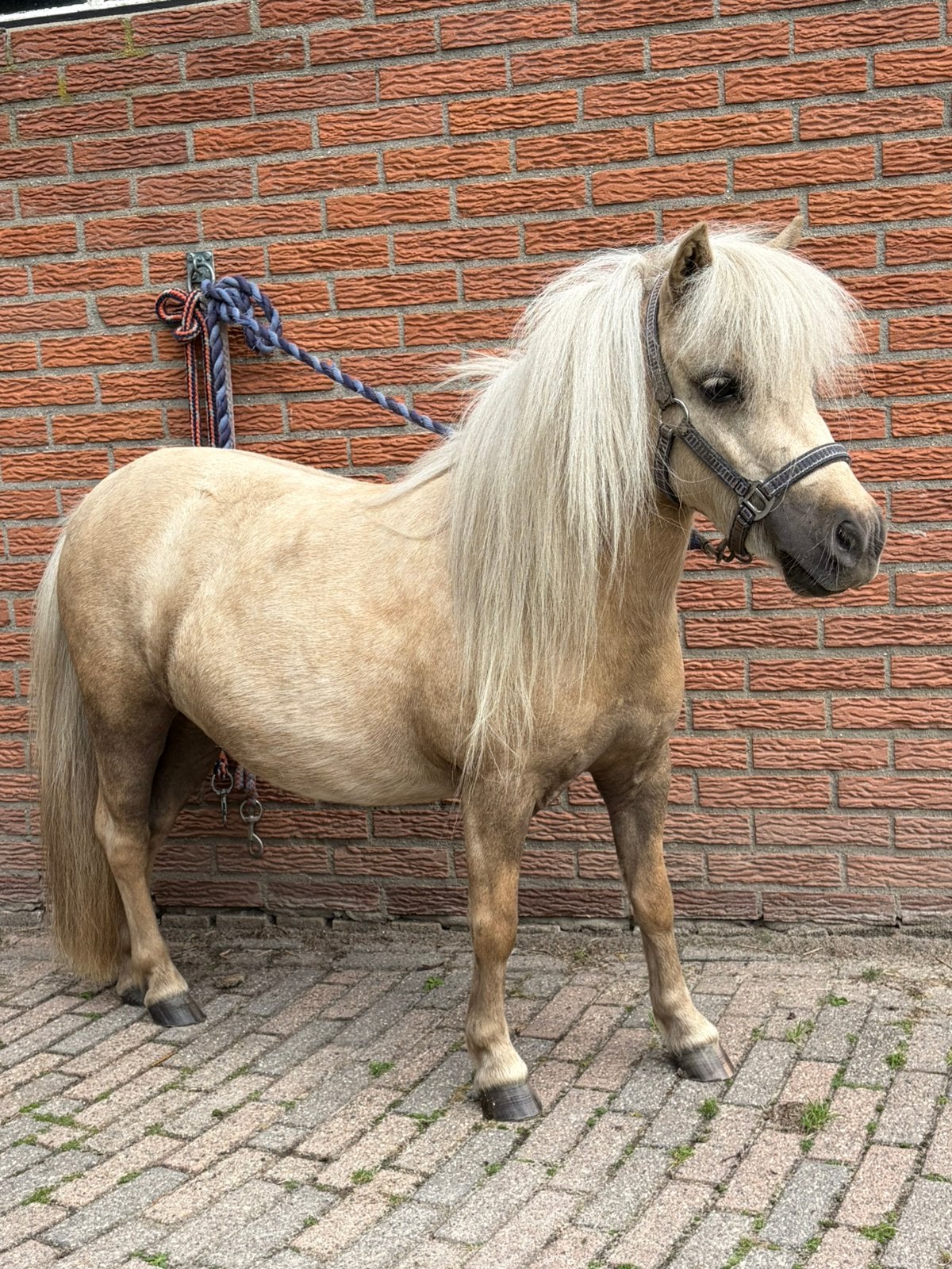 Mooie 3-jarige mini shetland pony - palomino, Merrie, 3 tot 6 jaar