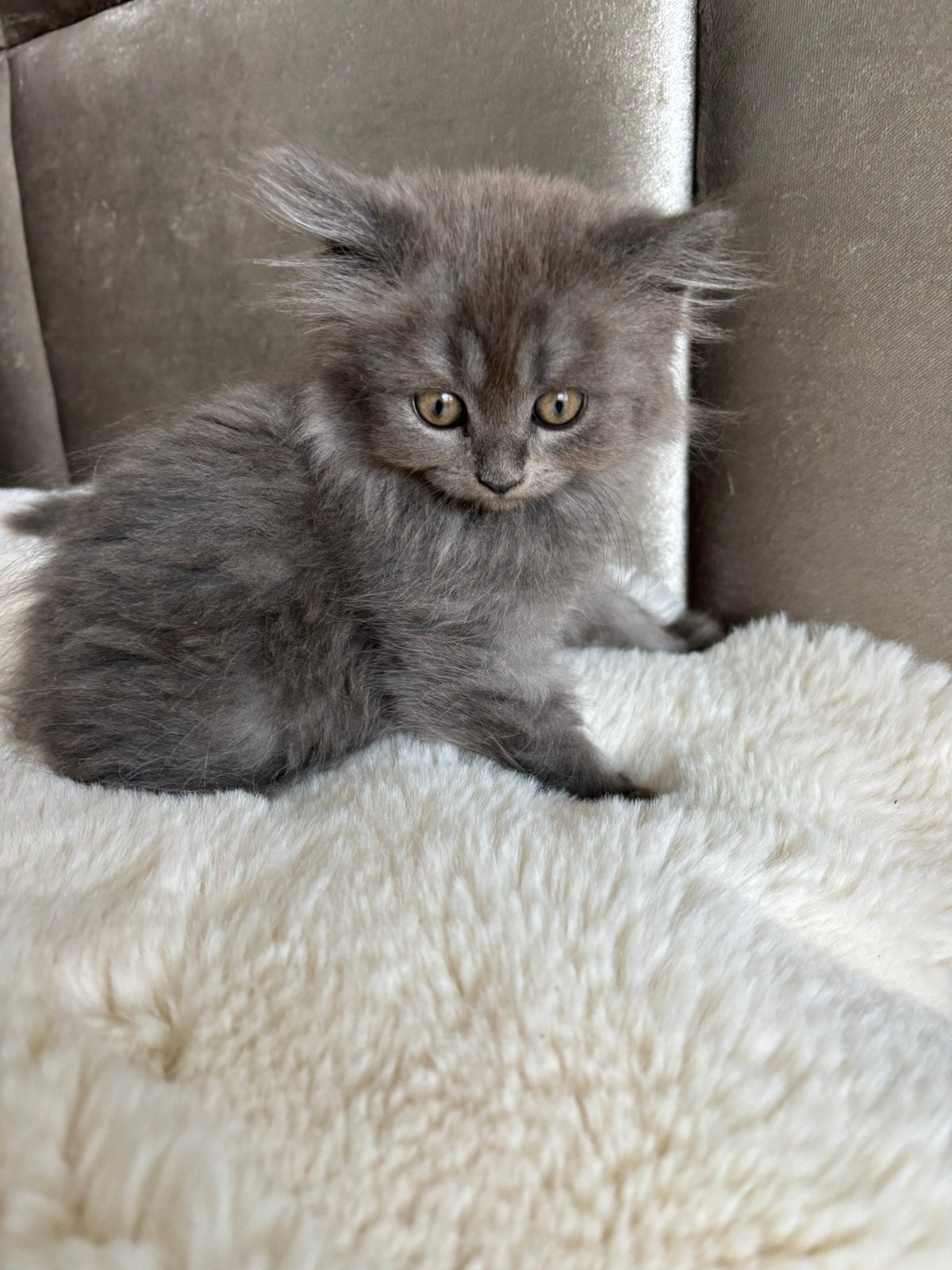 Britse langhaar kittens laatste twee poesjes !!!, Dieren en Toebehoren, Katten en Kittens | Raskatten | Langhaar, Poes, Ontwormd