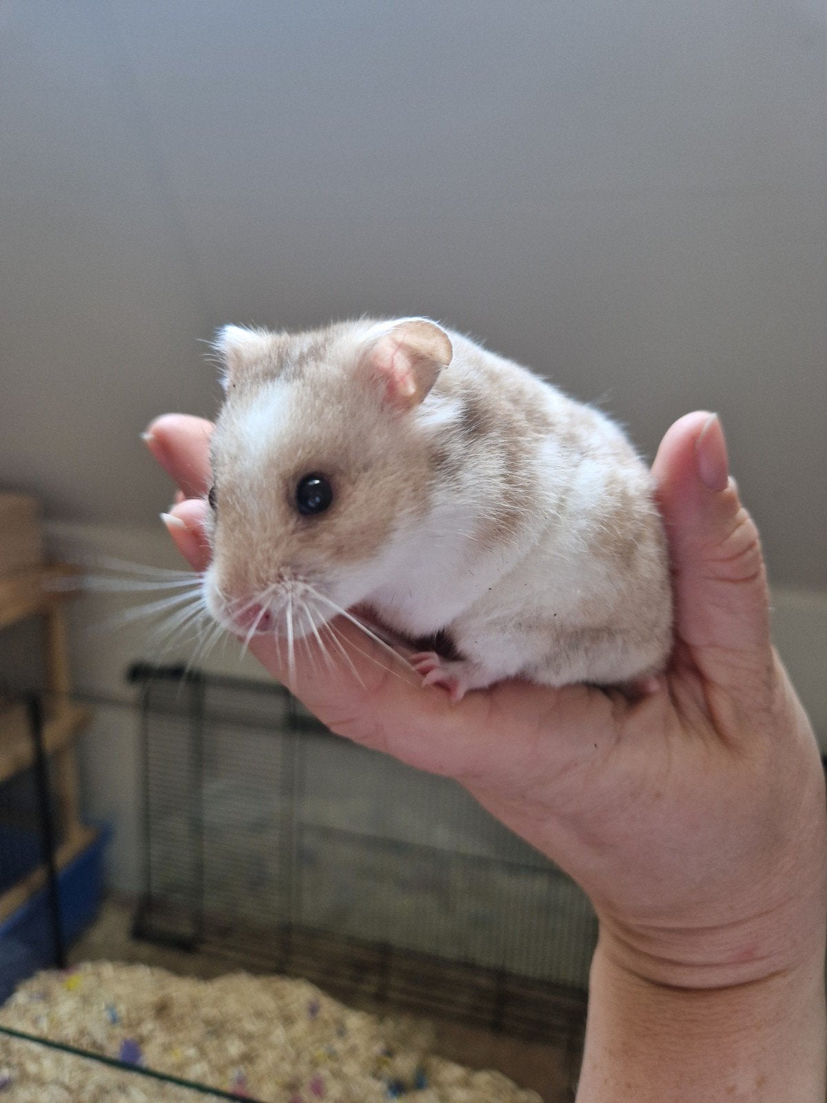 Lief tam goudhamster vrouwtje, Hamster, Februari, Vrouwelijk, Tam