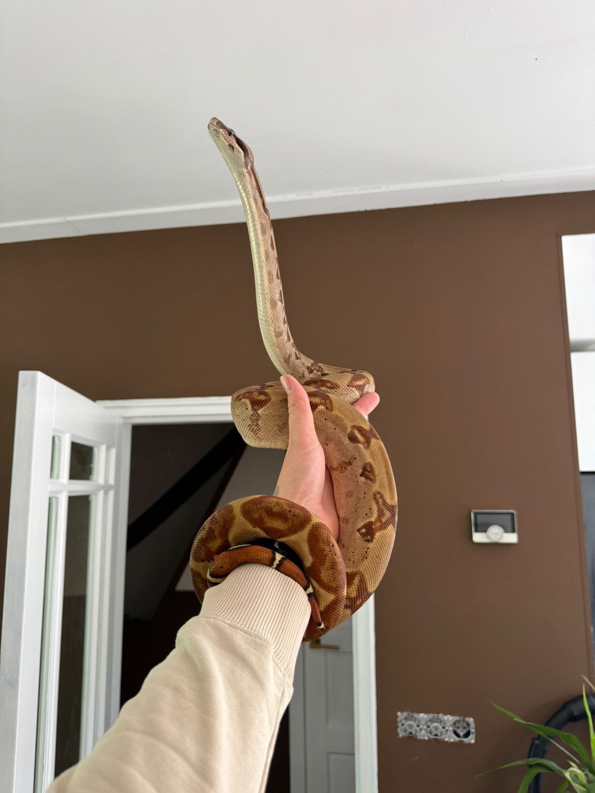 Surinaamse roodstaartboa constrictor nu 1.40m lang Boa Constrictor - unknown for sale from Lisa
