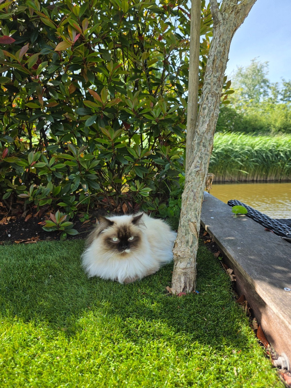 Ragdoll 9 maanden, Kater, Met stamboom, 0 tot 2 jaar