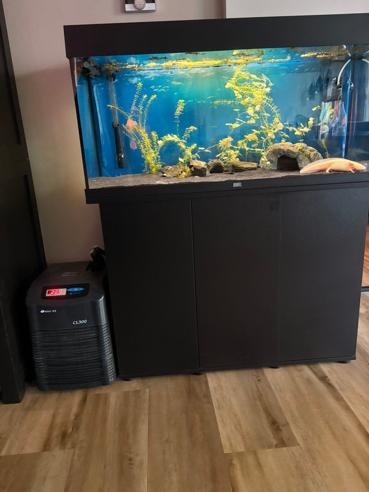 Juwel 180 liter compleet incl axolotl, Dieren en Toebehoren, Ophalen, Inclusief controller, Juwel, Gevuld zoetwateraquarium