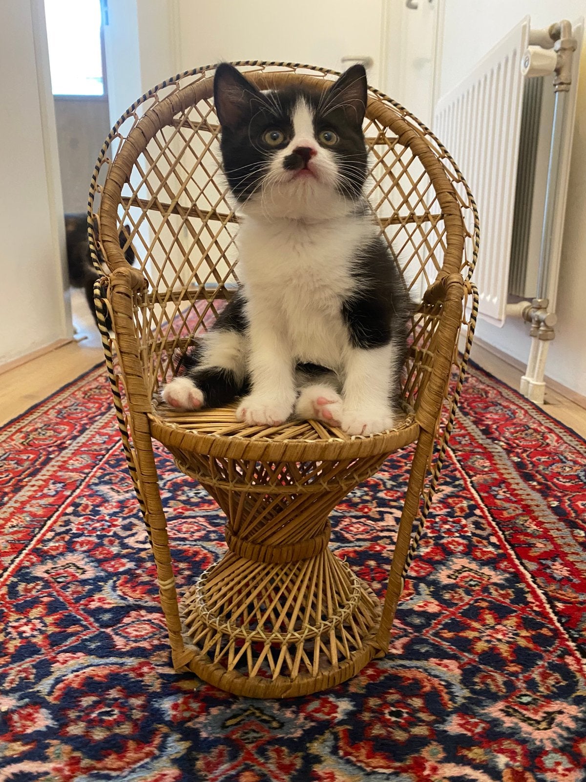 Nog 2 lieve fluffy kittens zoeken forever home, Meerdere dieren, Ontwormd, 0 tot 2 jaar