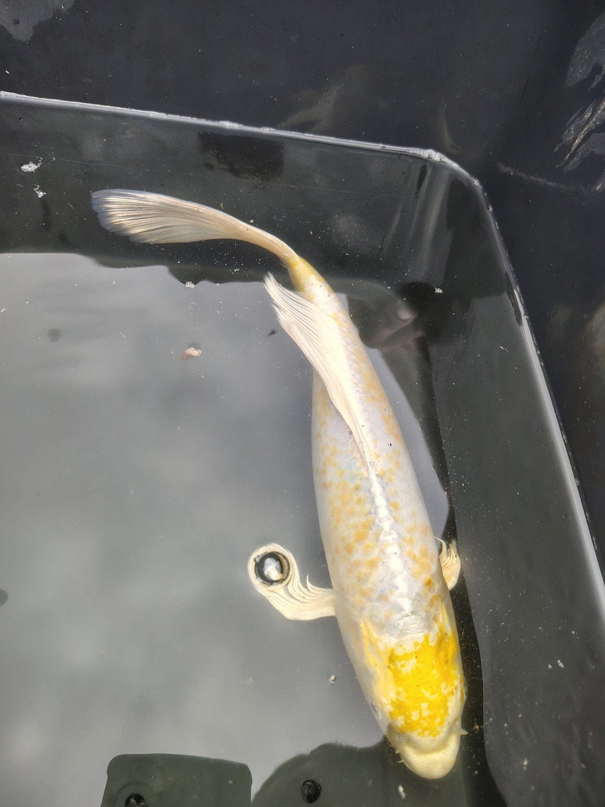 Te koop: 2 prachtige Japanse Butterfly Koi, Karper of Koi